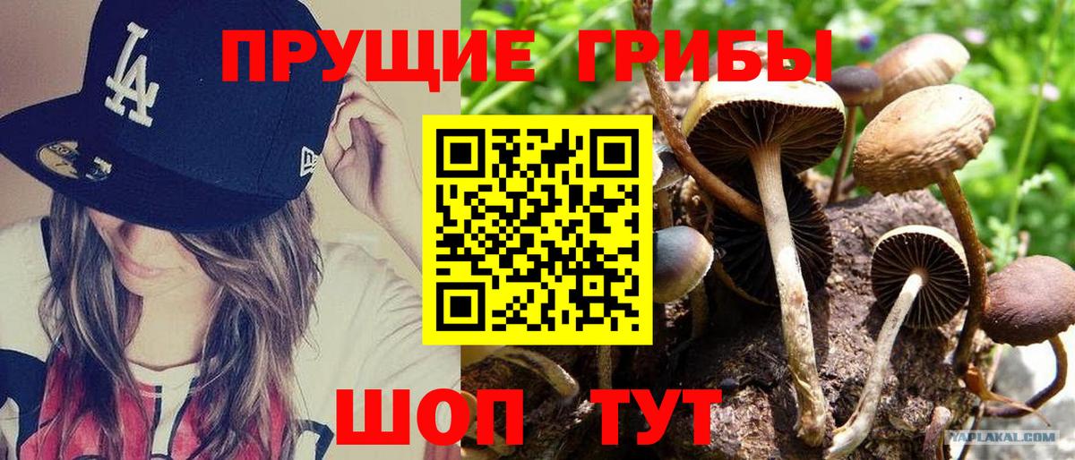 Псилоцибиновые грибы MAGIC MUSHROOMS  Галлюциногенные грибы Psilocybe  Зеленокумск  сколько стоит  Вход с VPN 